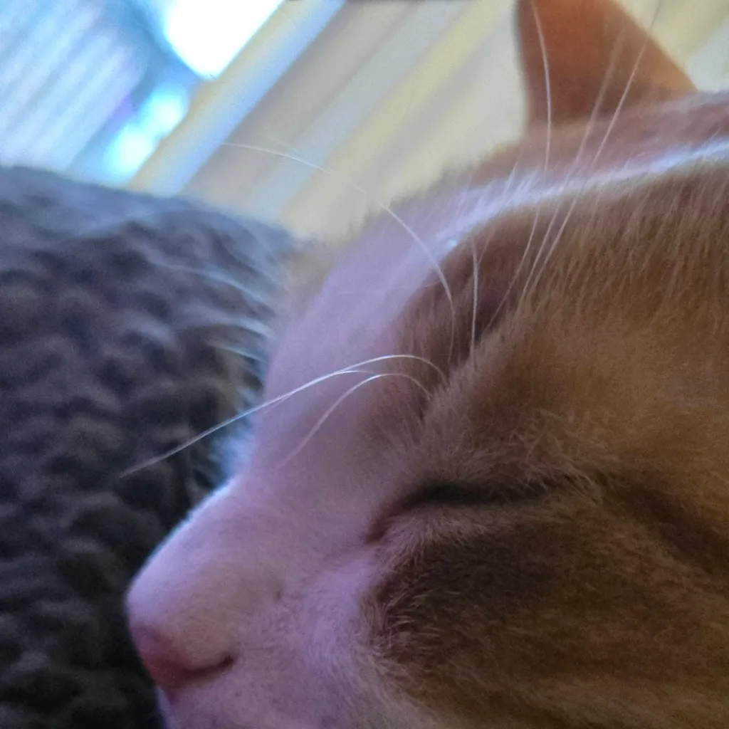chat with ai character: Ginger (the cat)