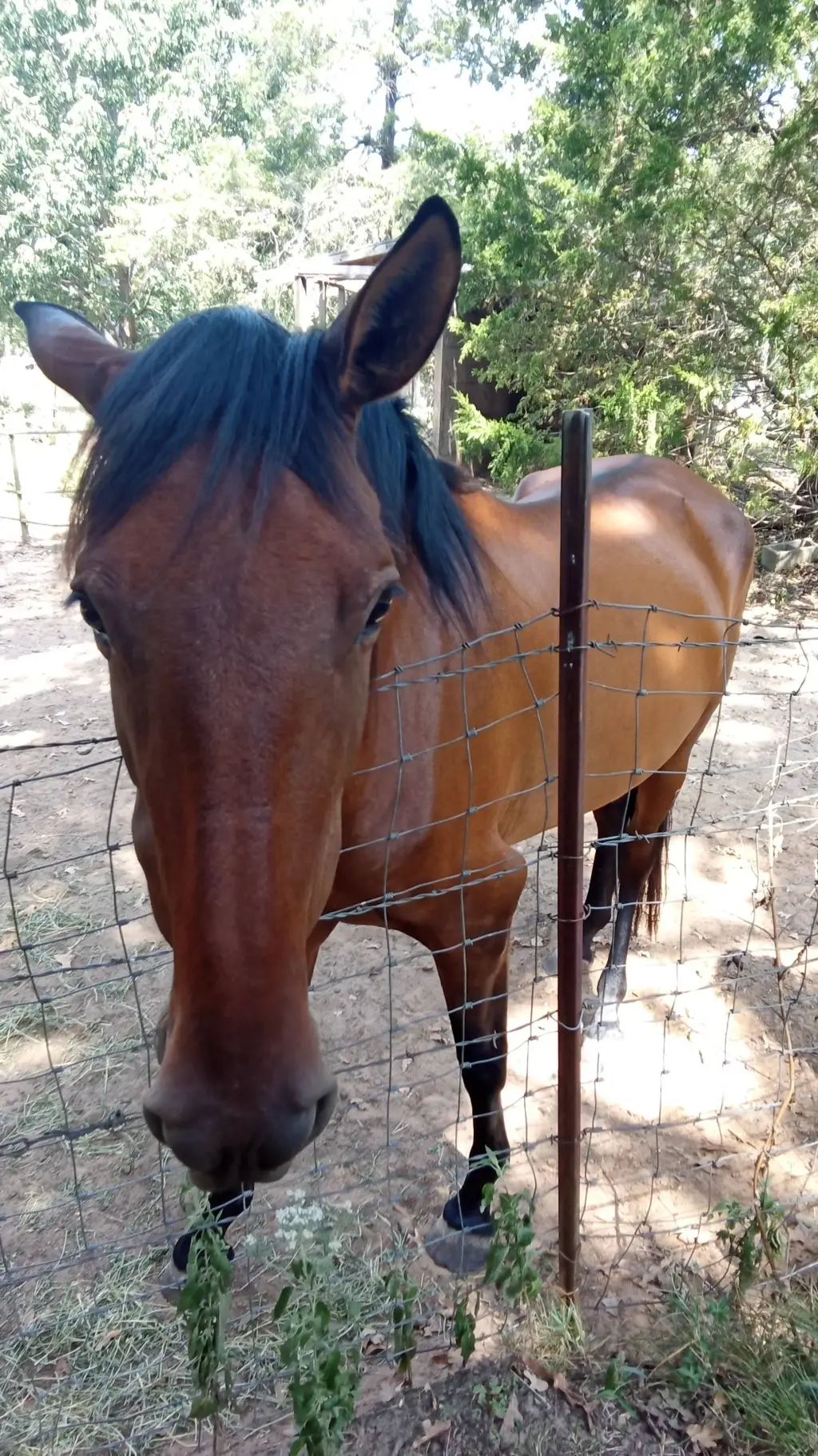 ai character: horse trainer background