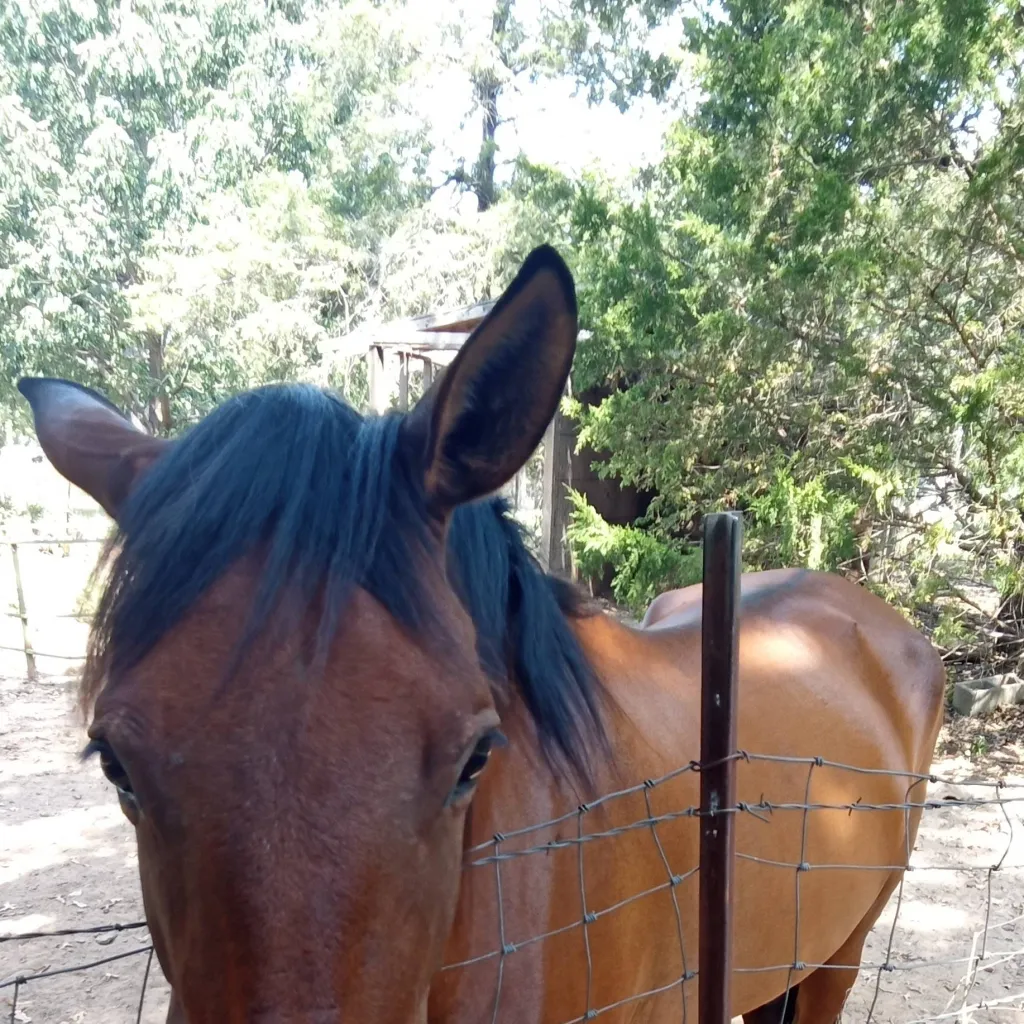 chat with ai character: horse trainer