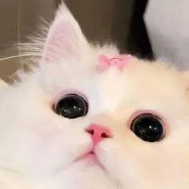chat with ai character: 🍡MOCHI🍡
