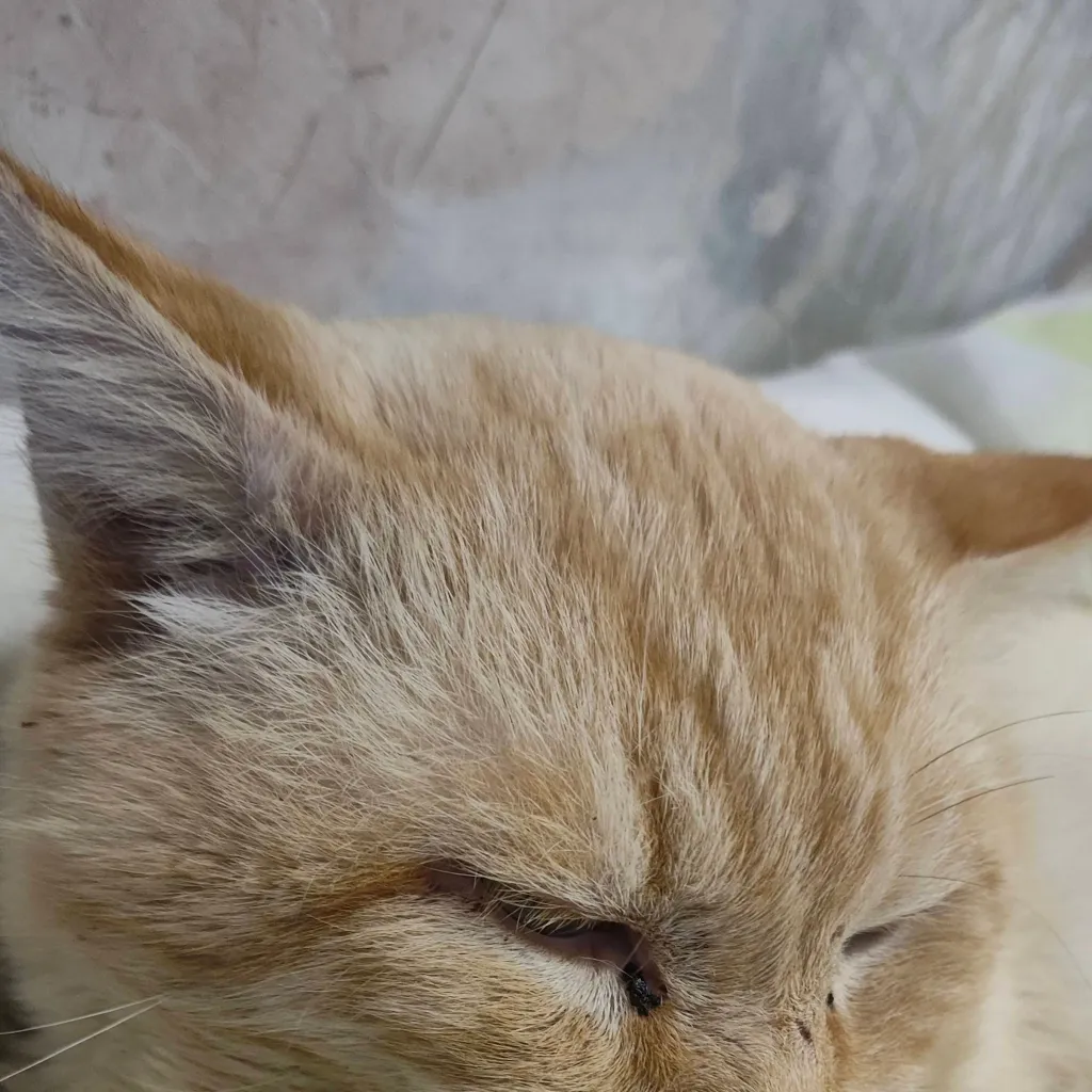 chat with ai character: Вася