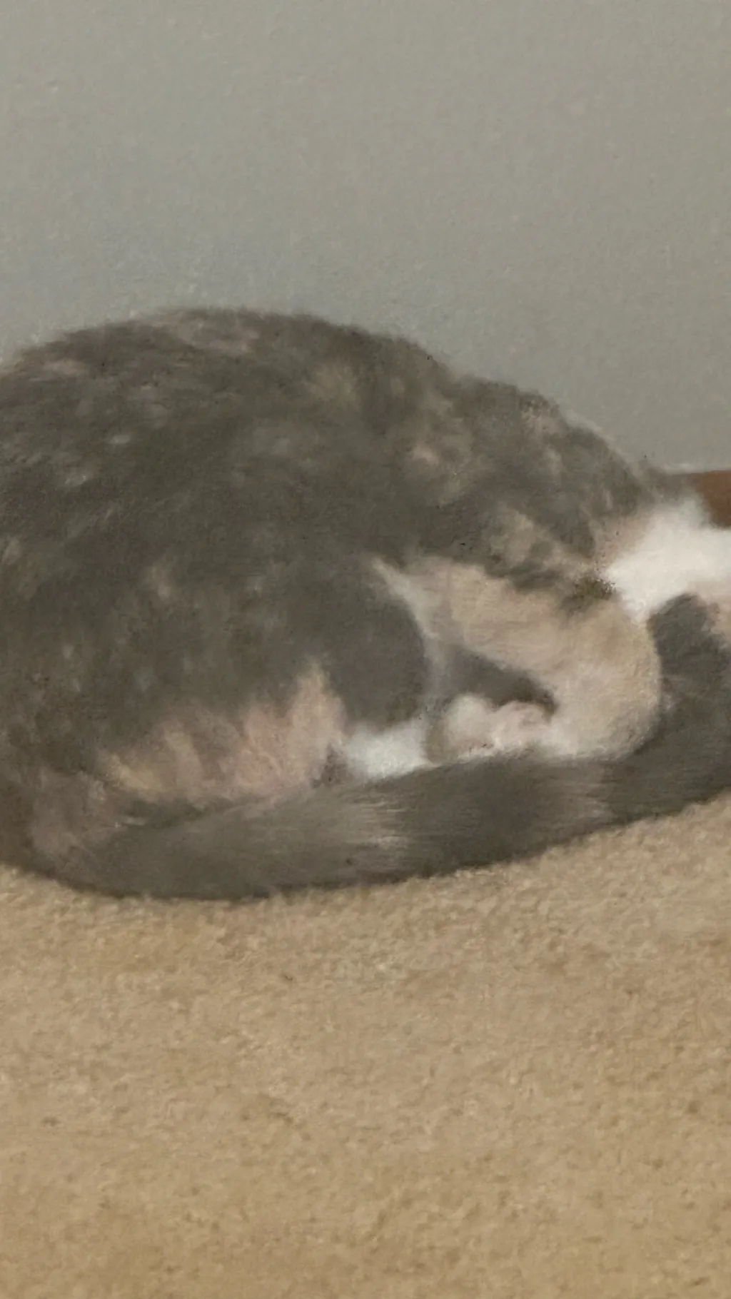 ai character: Annabella background