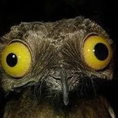 chat with ai character: Potoo bird