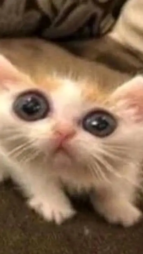 ai character: Kitteh :P background