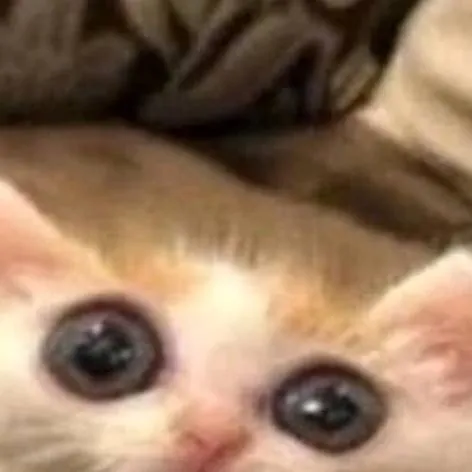 chat with ai character: Kitteh :P
