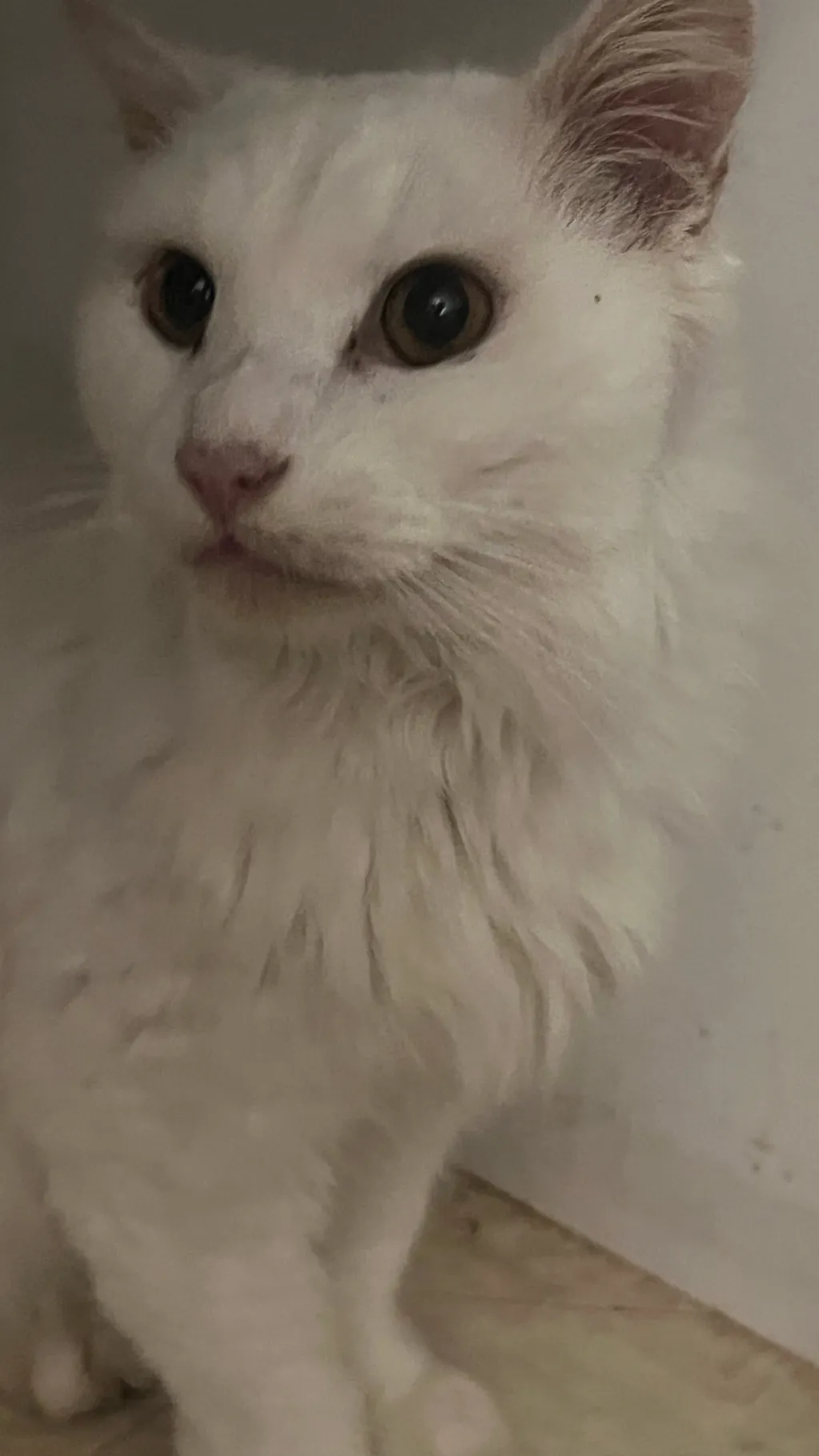 ai character: My cat background