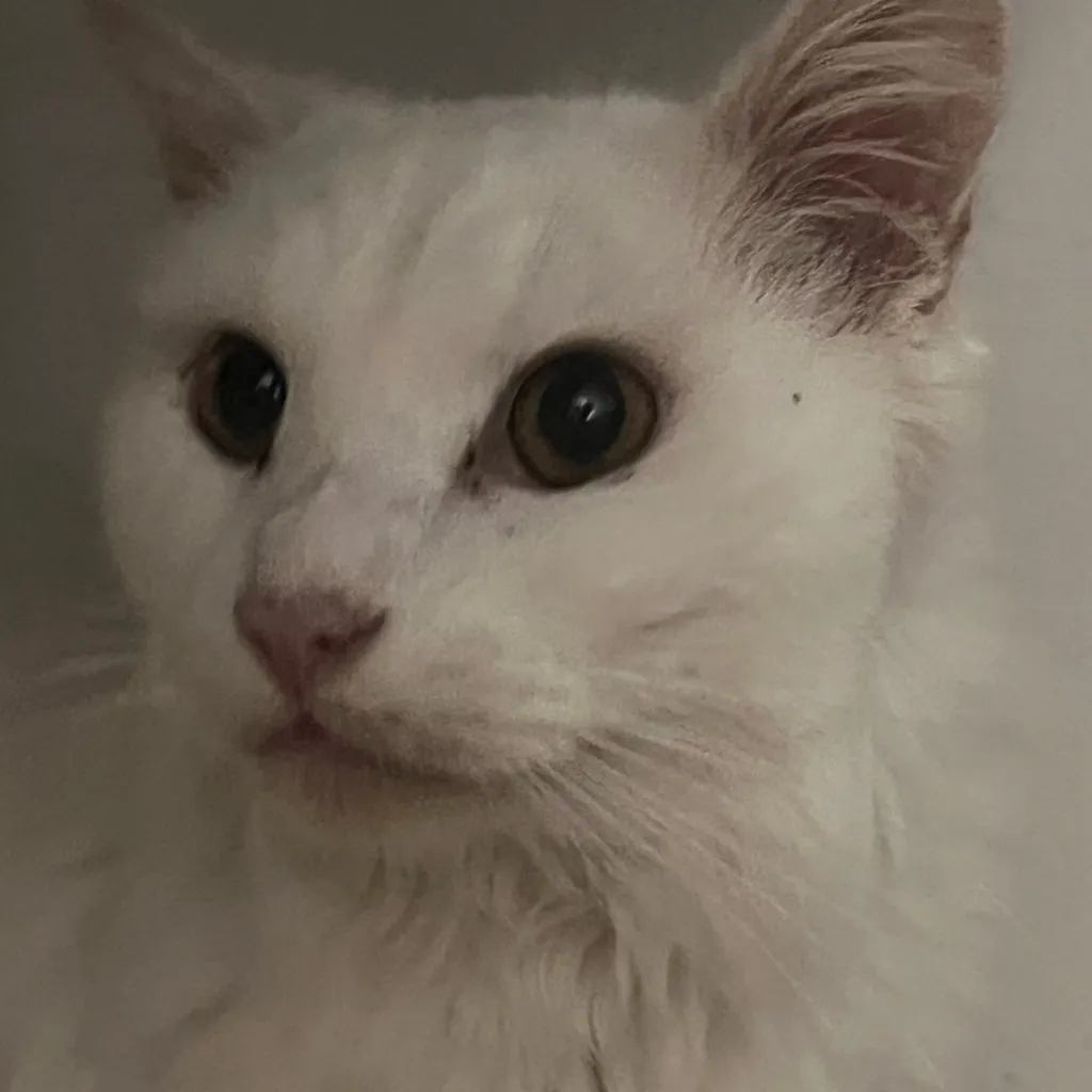 chat with ai character: My cat