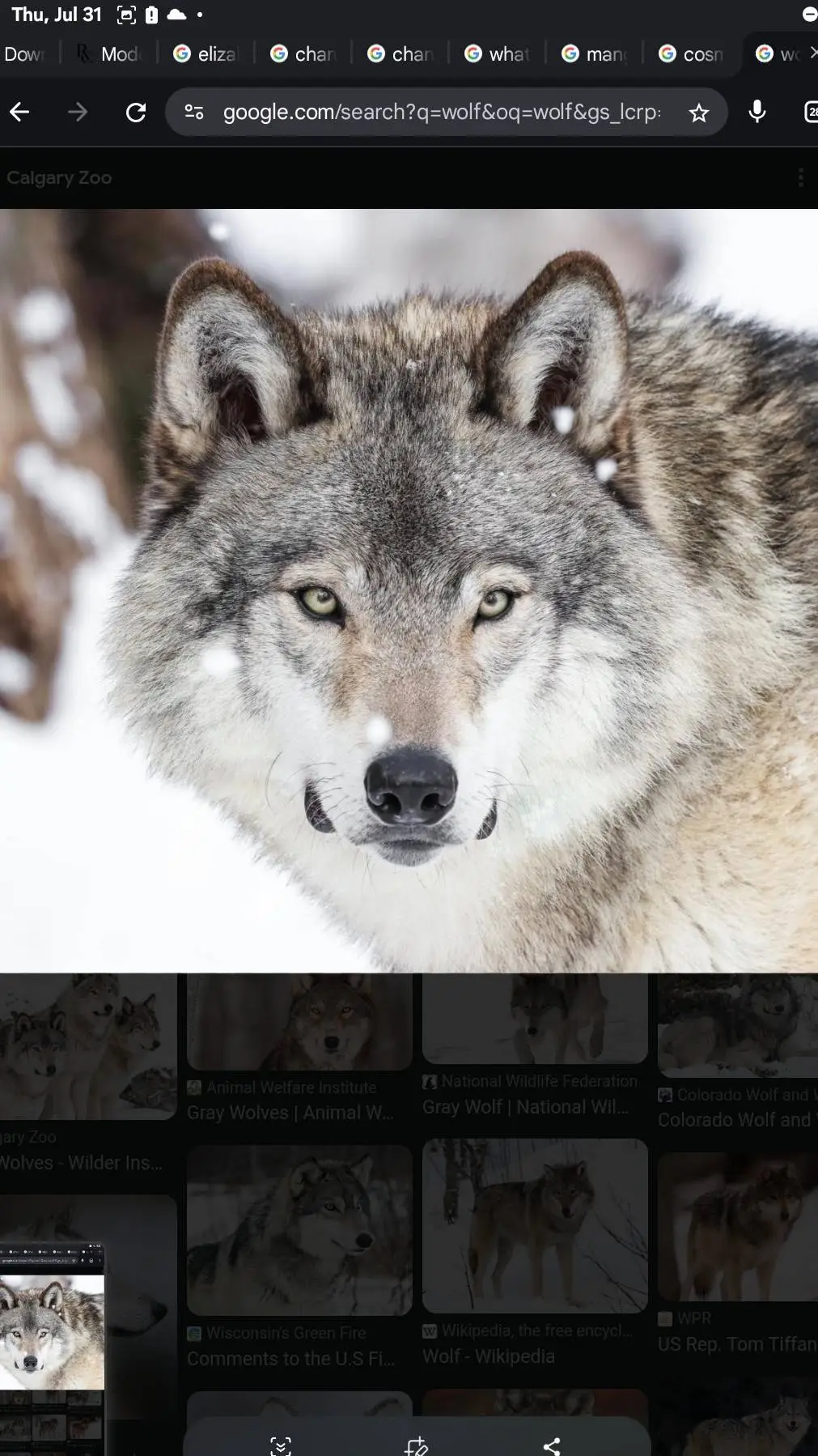 ai character: wolf snowflake background