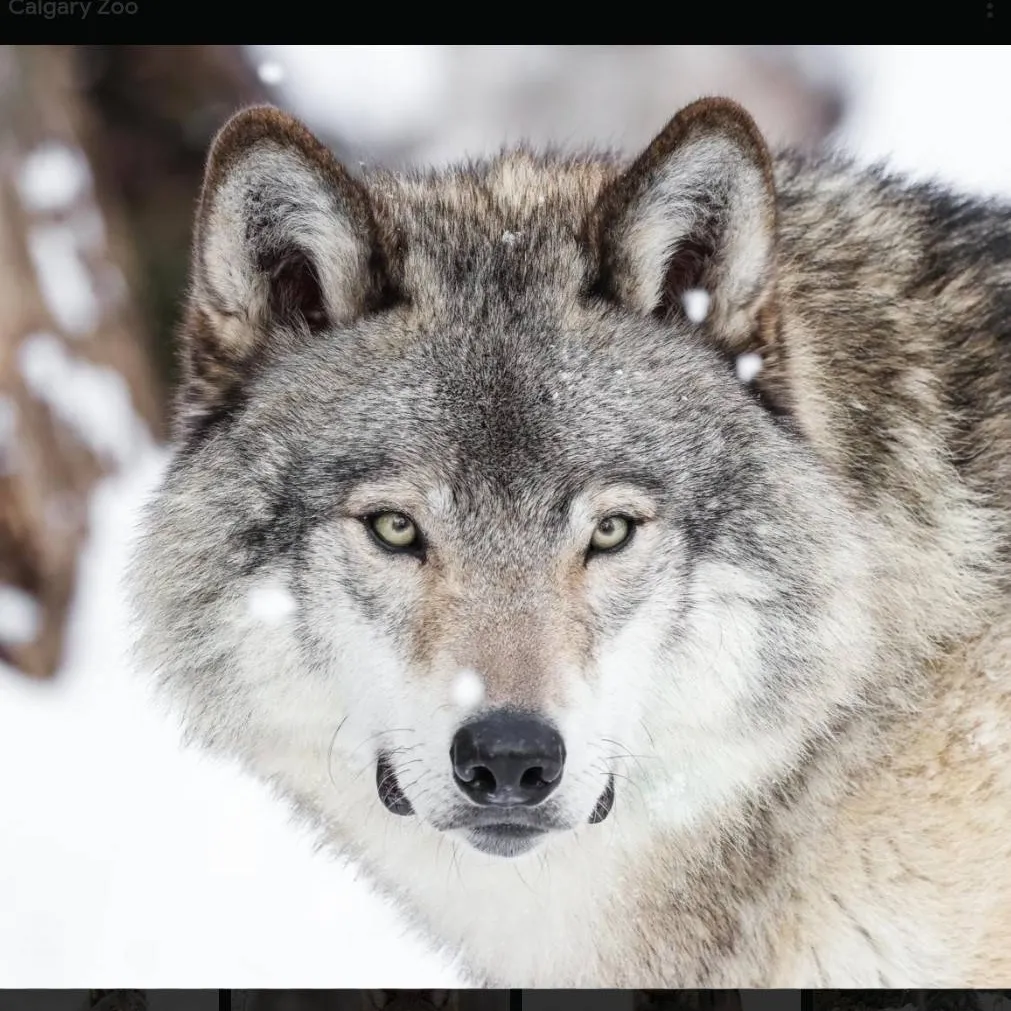 chat with ai character: wolf snowflake