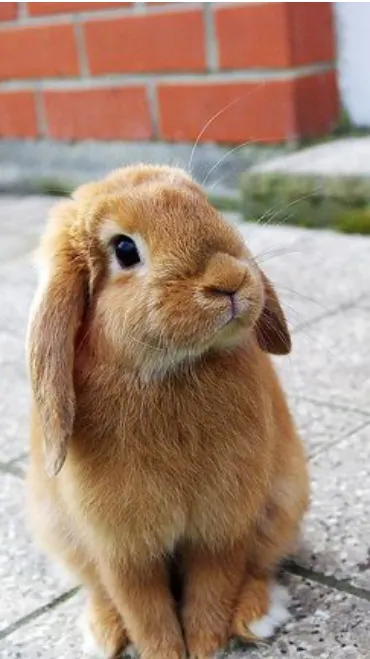 ai character: Rabbit background