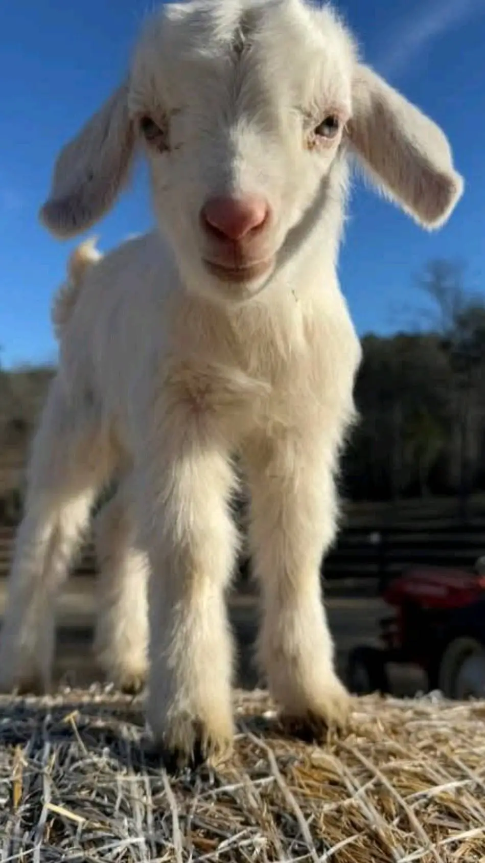 ai character: goat 🐐🐐 ♑️ 🐑 🐐  background