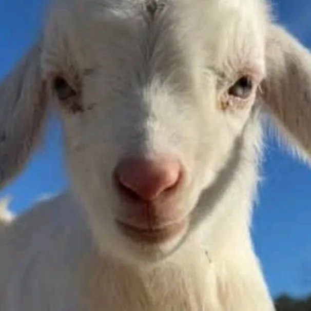 chat with ai character: goat 🐐🐐 ♑️ 🐑 🐐 