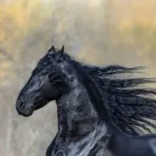 chat with ai character: Bho