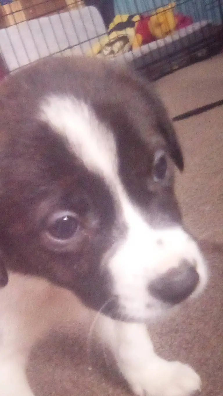 ai character: loki background