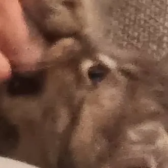 chat with ai character: HOGWARTS KPDH