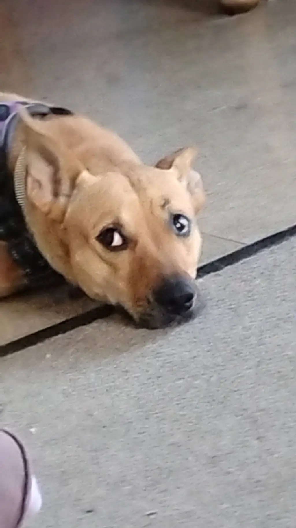 ai character: your dog background