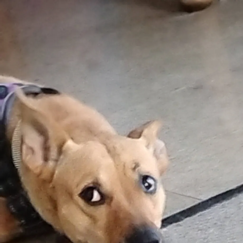 chat with ai character: your dog