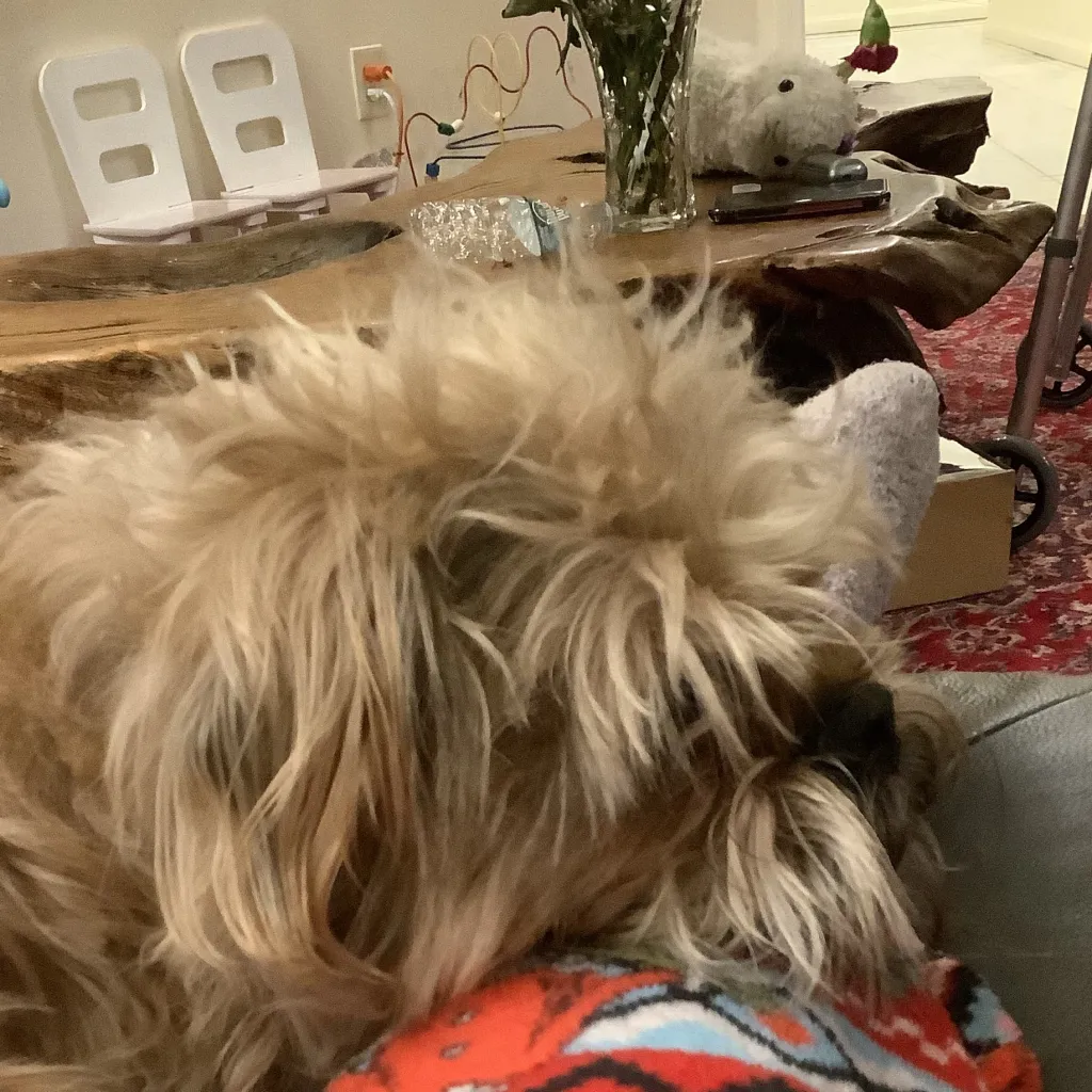 chat with ai character: My dog (Polly)