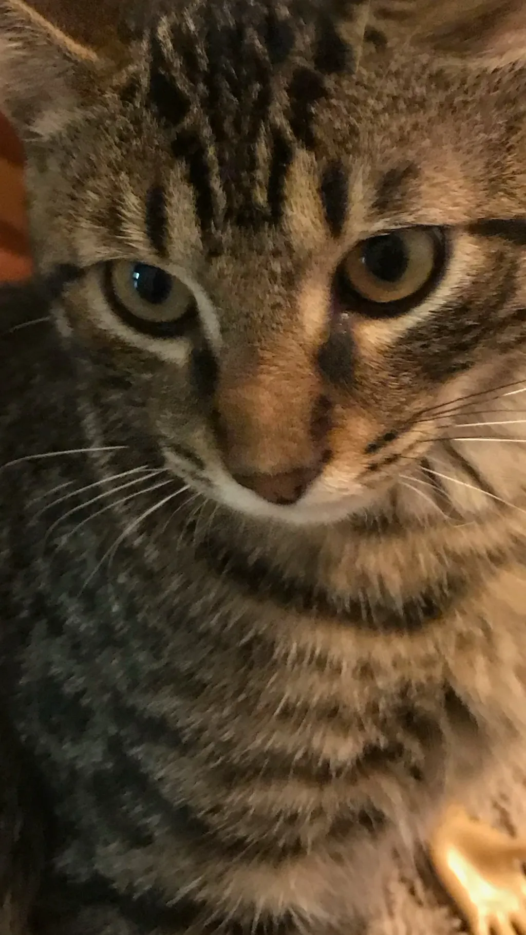 ai character: Bakugo bf hurt background