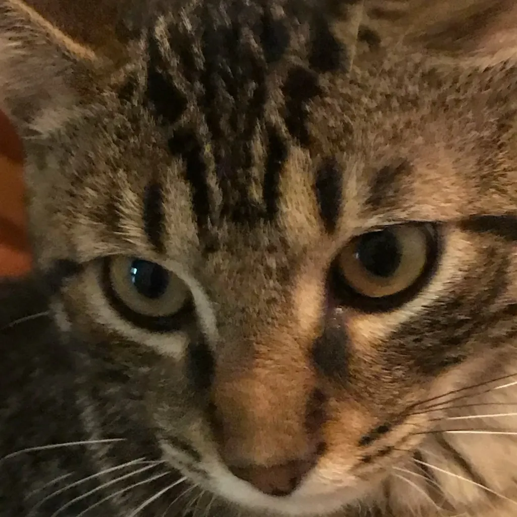 chat with ai character: Bakugo bf hurt