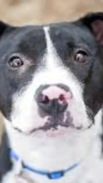 ai character: adopt the pitbull! background