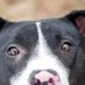 chat with ai character: adopt the pitbull!