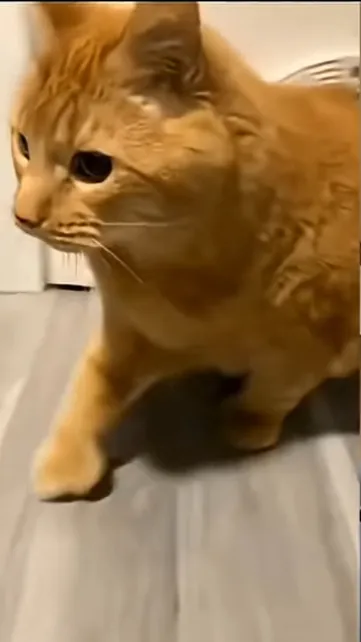 ai character: Fat cat background