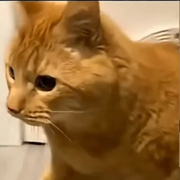 chat with ai character: Fat cat