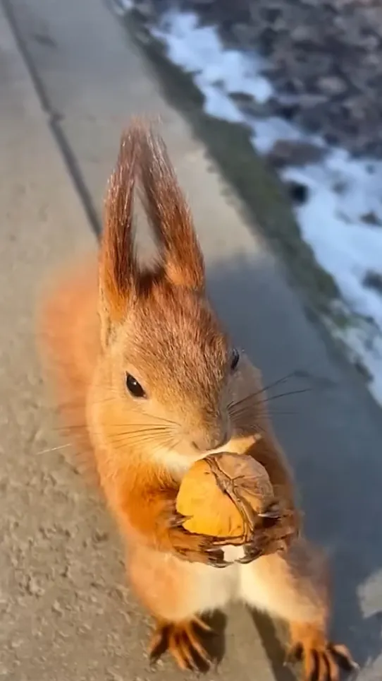 ai character: Squirell background