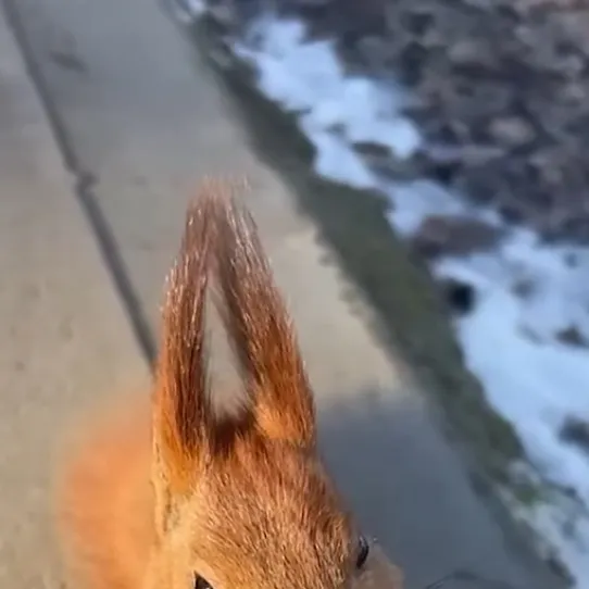 chat with ai character: Squirell