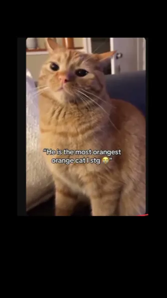 ai character: Mochi my bff's cat background