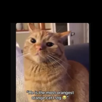 chat with ai character: Mochi my bff's cat