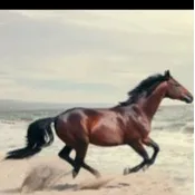 chat with ai character: HORSE