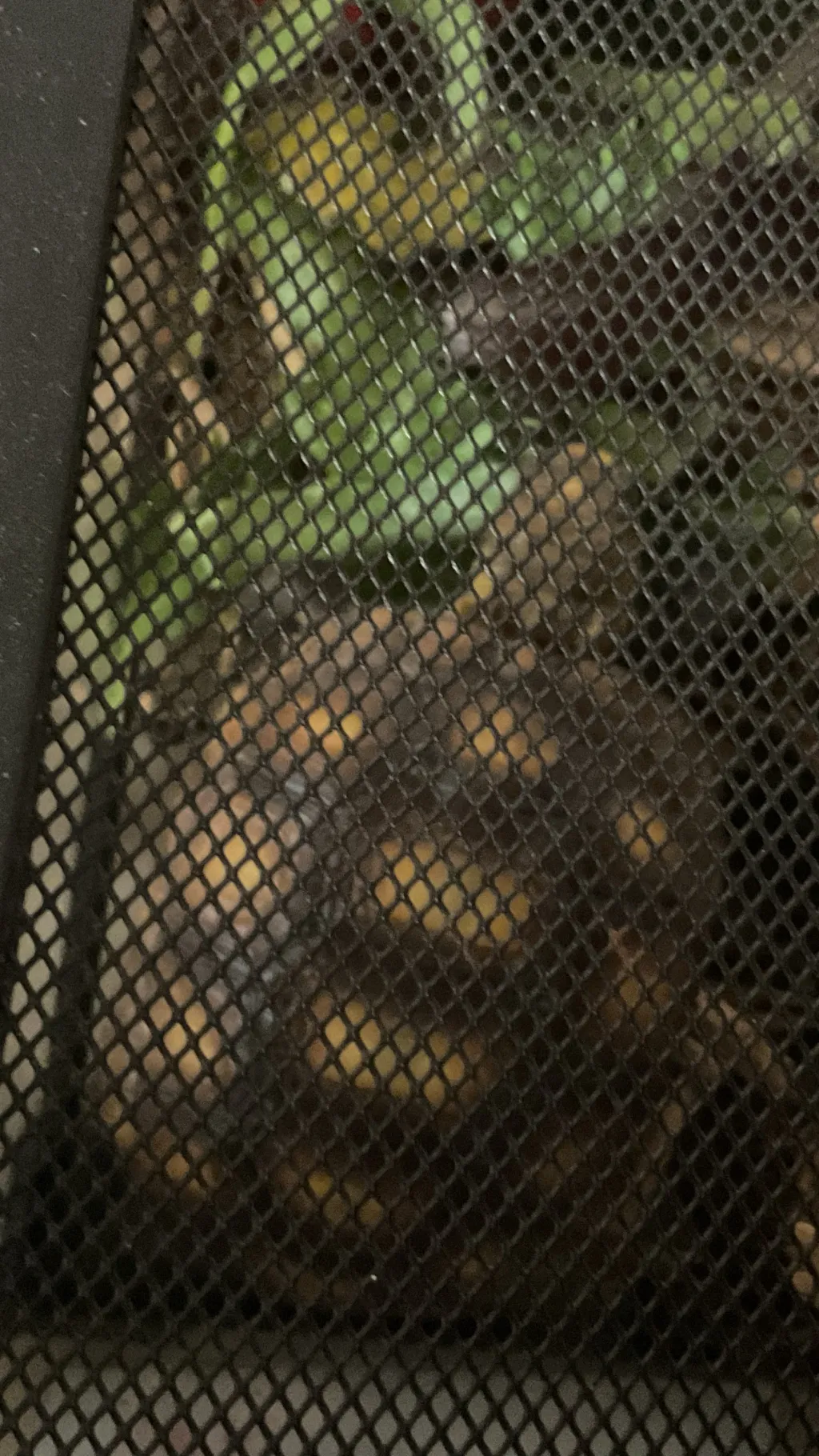 ai character: Turtle background
