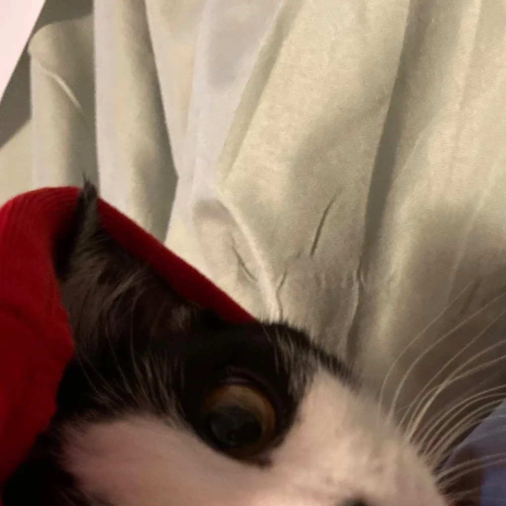 chat with ai character: skz