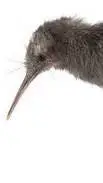 ai character: kiwi bird background