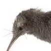chat with ai character: kiwi bird