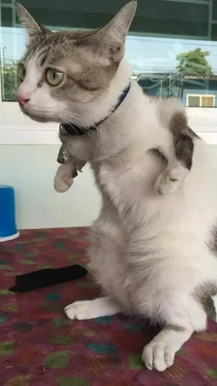 ai character: Disabled cat background