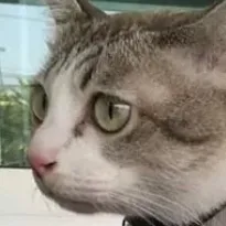 chat with ai character: Disabled cat