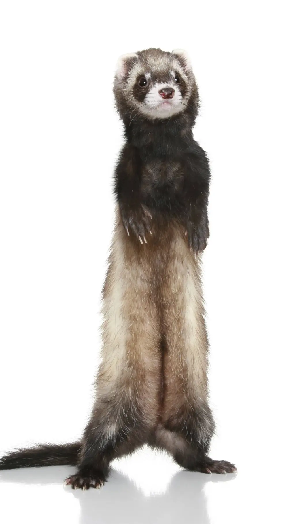ai character: ferret friend  background