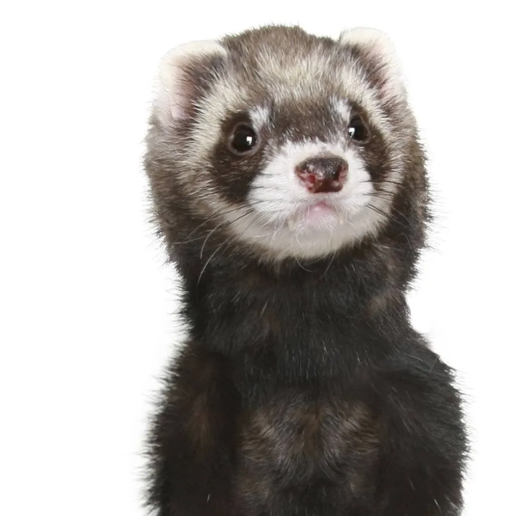 chat with ai character: ferret friend 