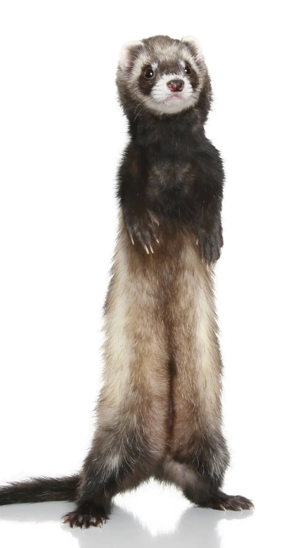 ai character: ferret friend 2.0 background
