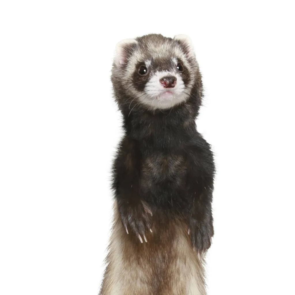 chat with ai character: ferret friend 2.0