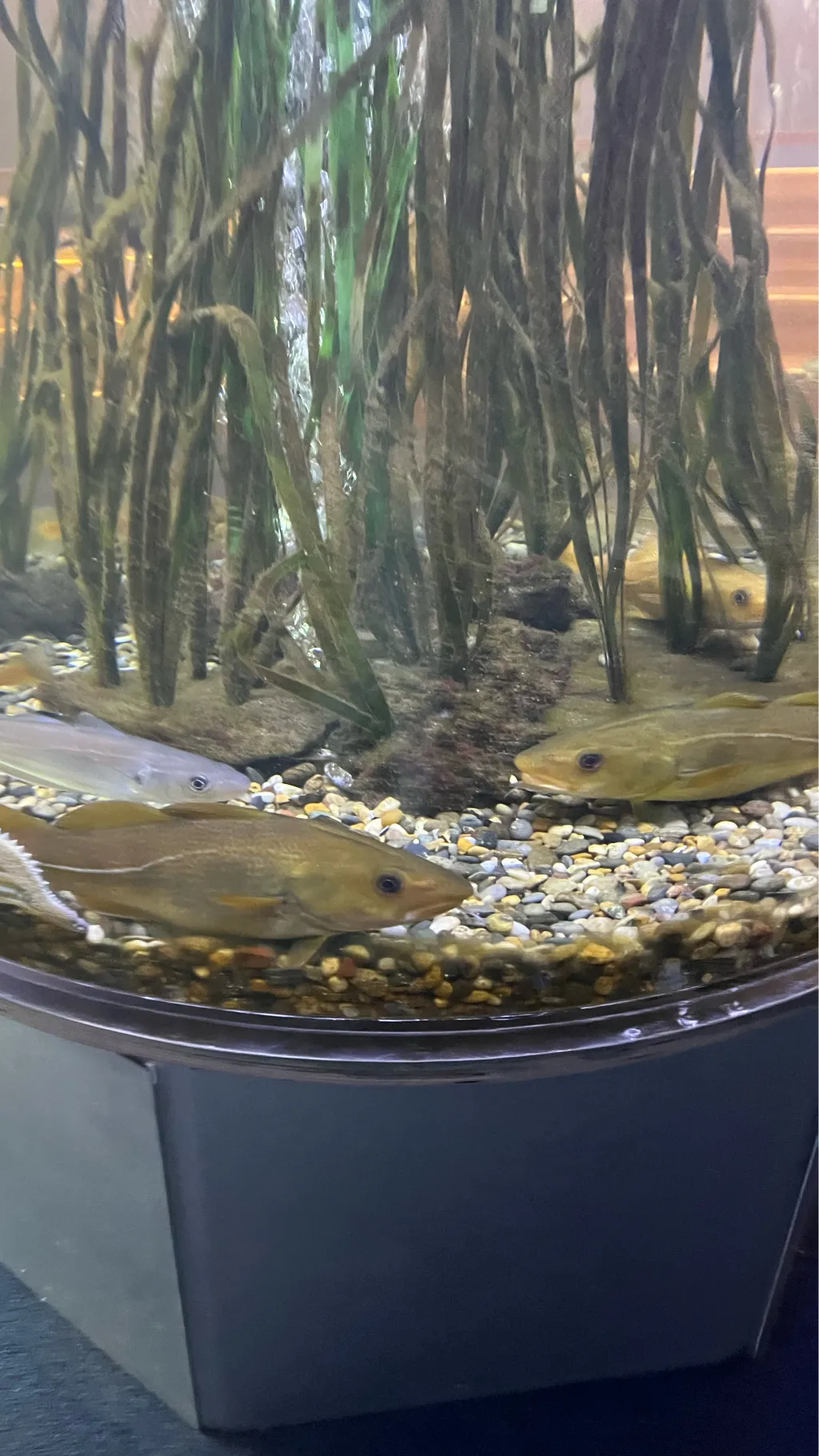 ai character: Shameless background