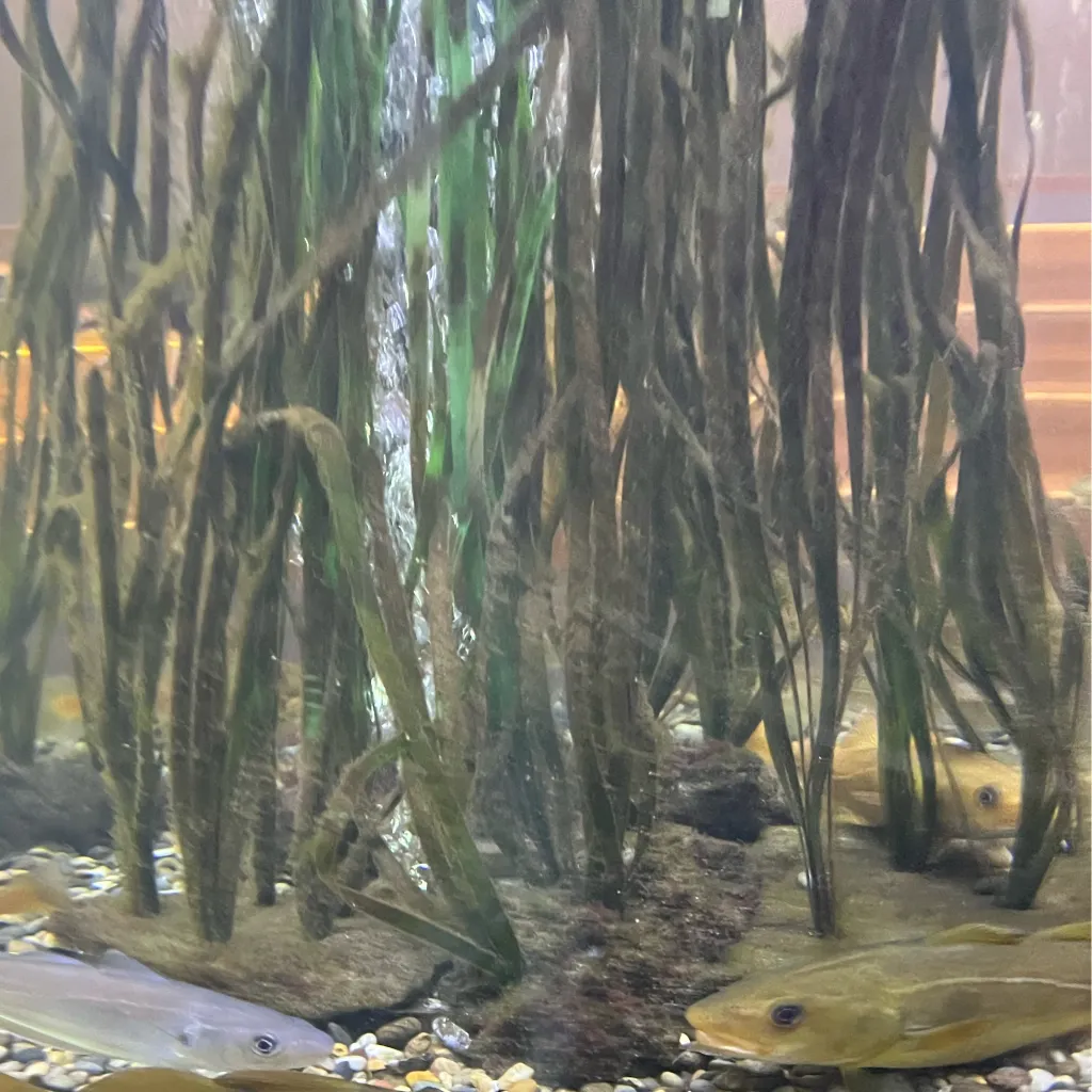 chat with ai character: Shameless