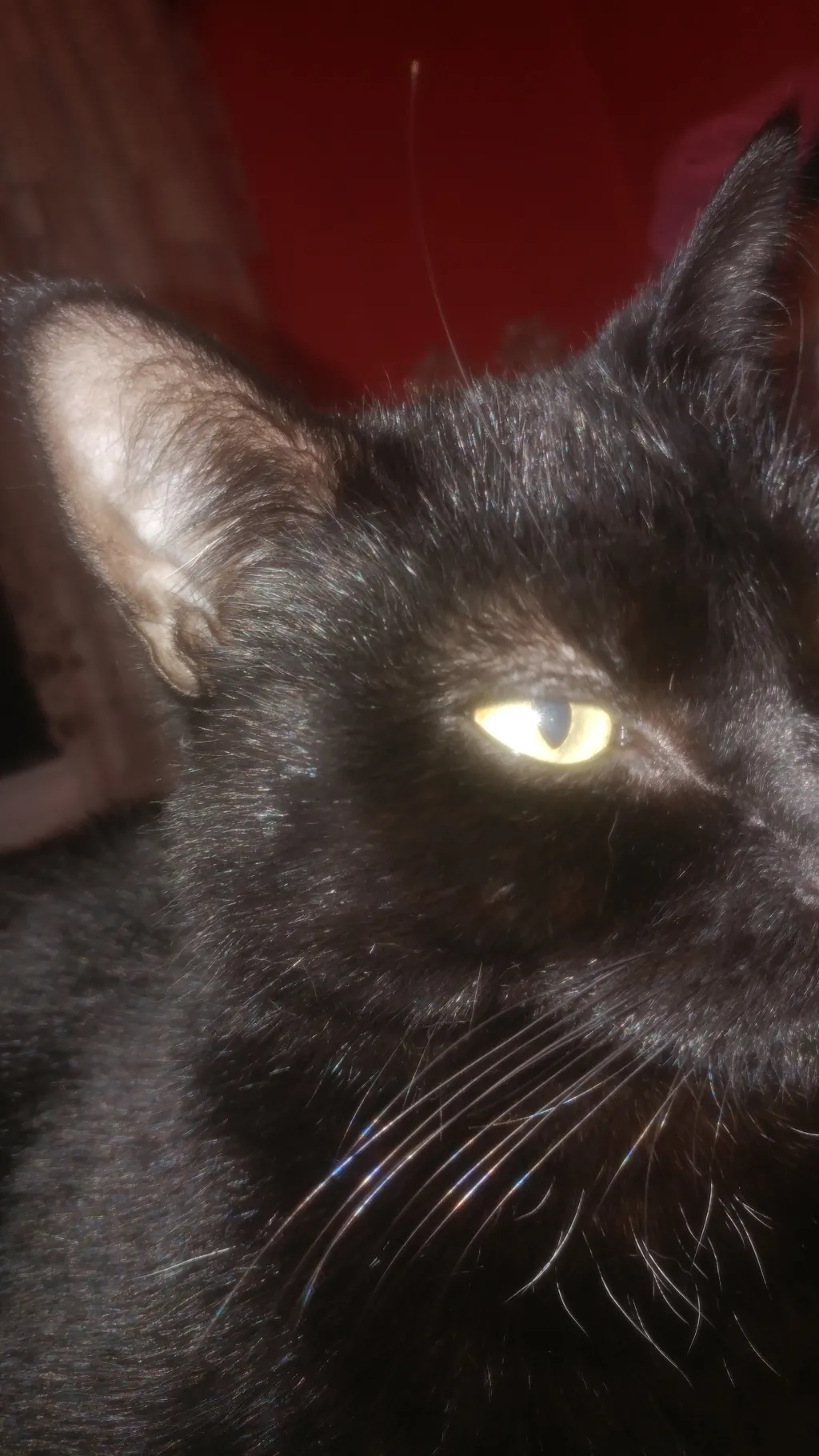 ai character: Raven/cat/human background