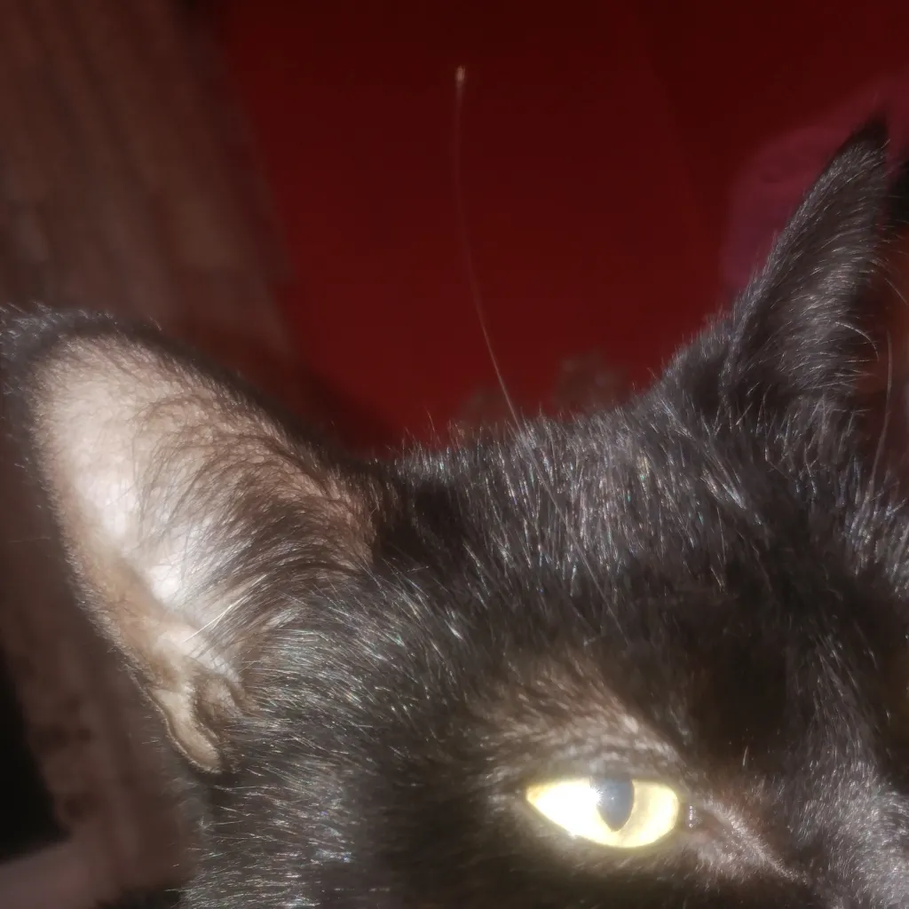 chat with ai character: Raven/cat/human