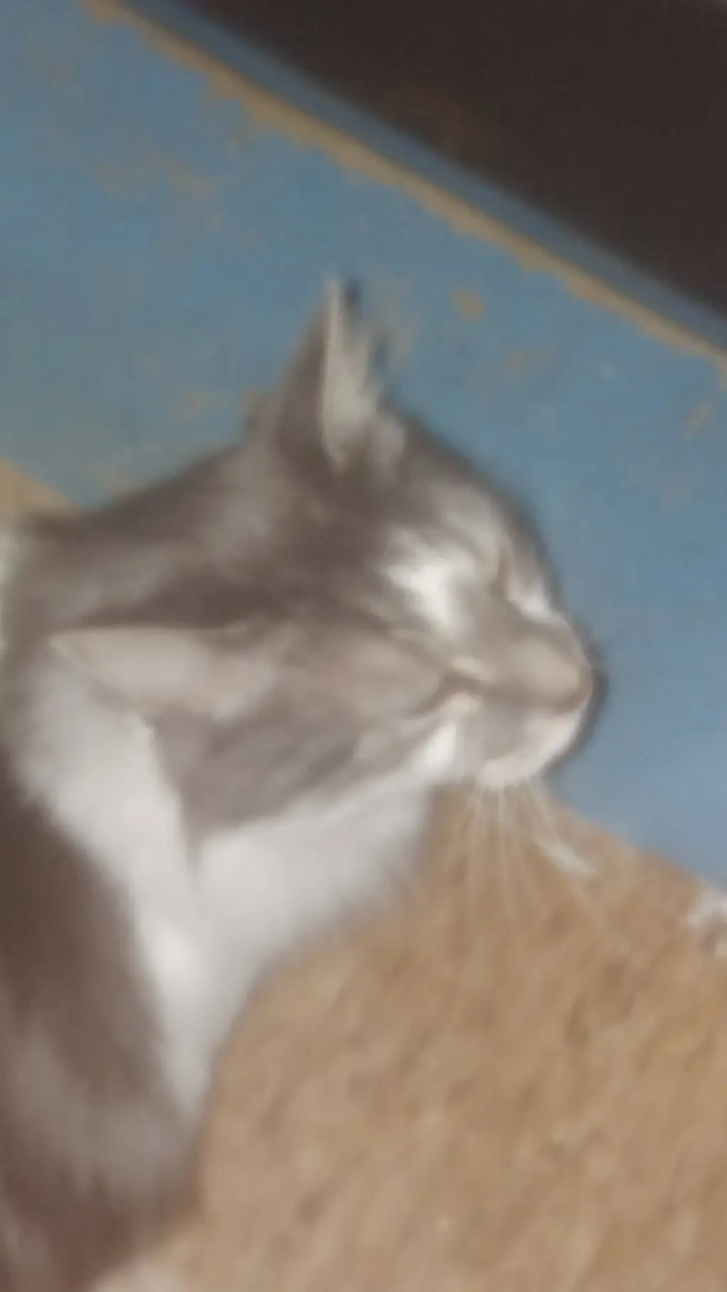 ai character: Juno/cat/human background