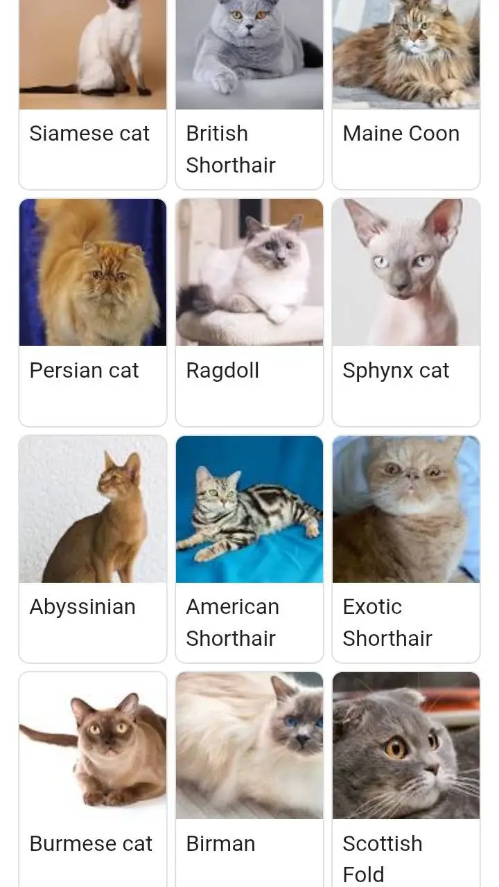 ai character: all the cats background