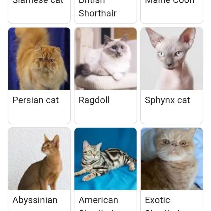 chat with ai character: all the cats